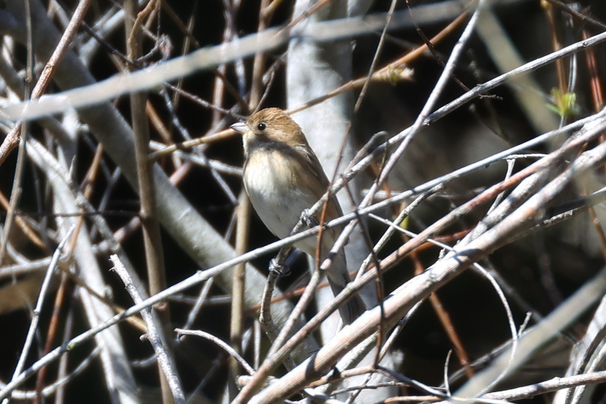 Indigo Bunting - ML642932412