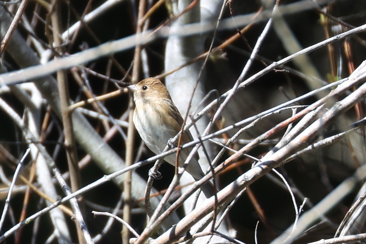 Indigo Bunting - ML642932413