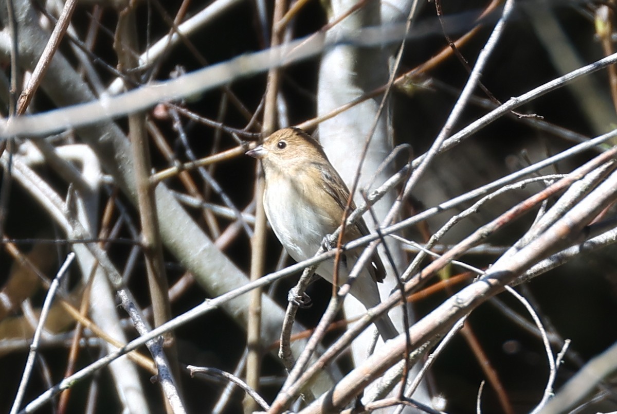 Indigo Bunting - ML642932414