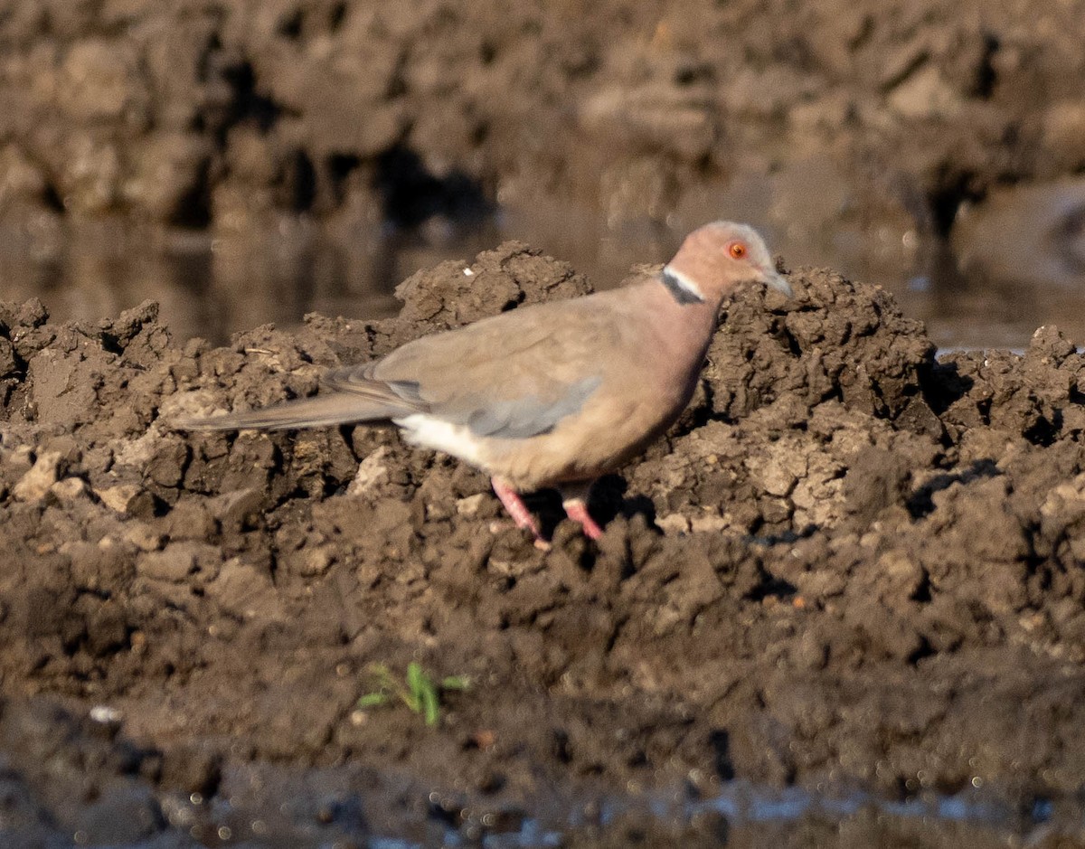 Tourterelle à double collier - ML642932415