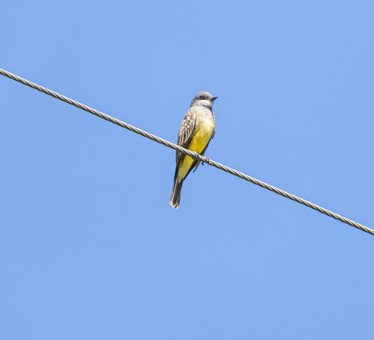 Cassin's Kingbird - ML642932416