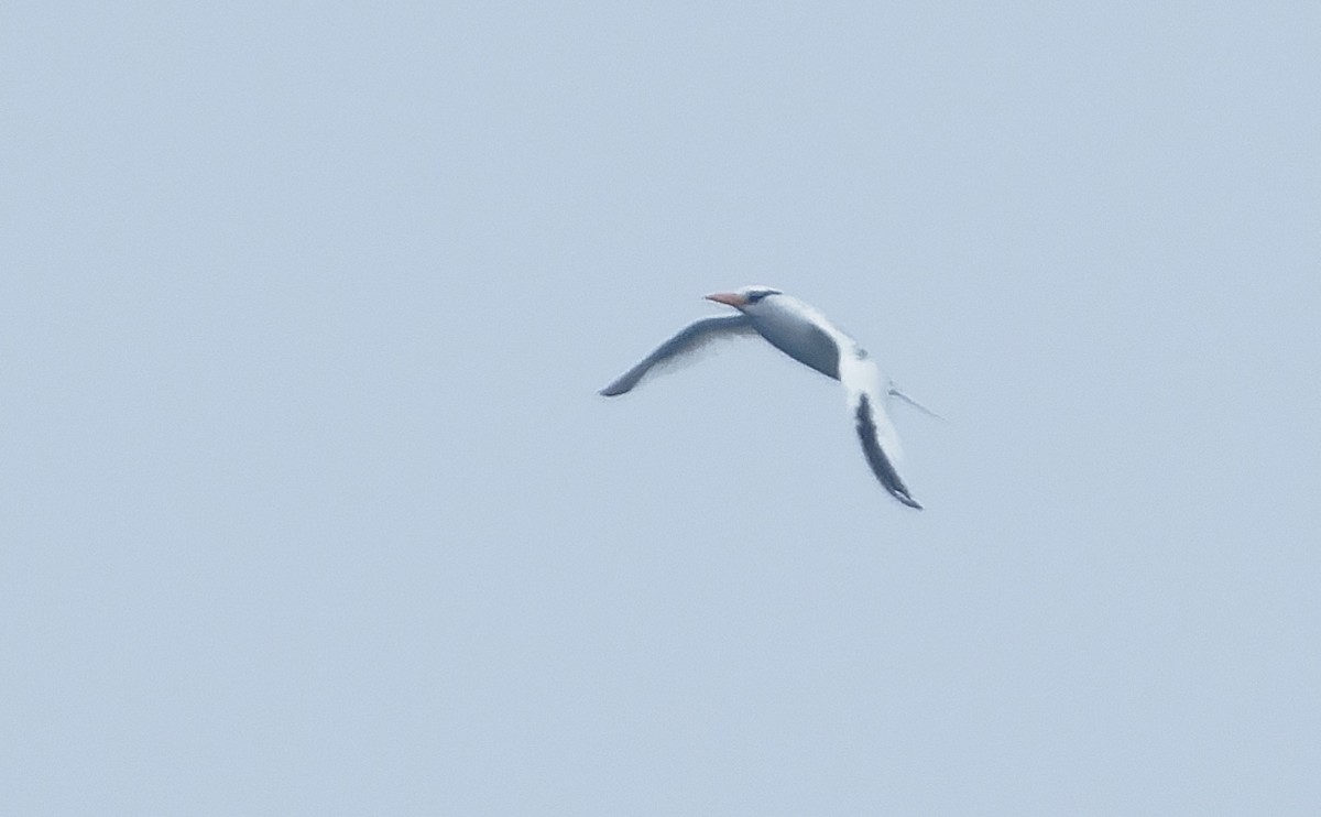 Red-billed Tropicbird - ML642932459