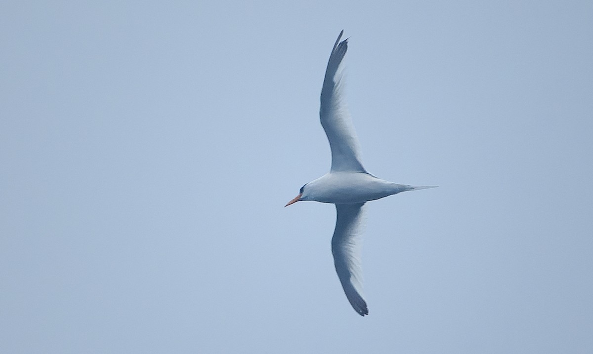 Red-billed Tropicbird - ML642932460