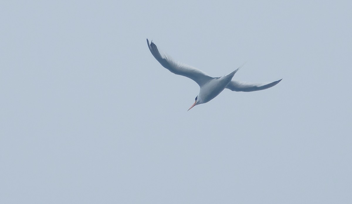 Red-billed Tropicbird - ML642932461