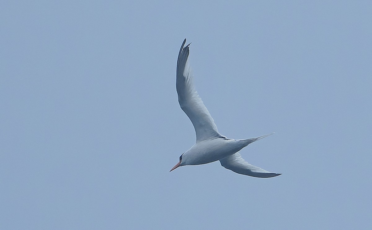 Red-billed Tropicbird - ML642932462