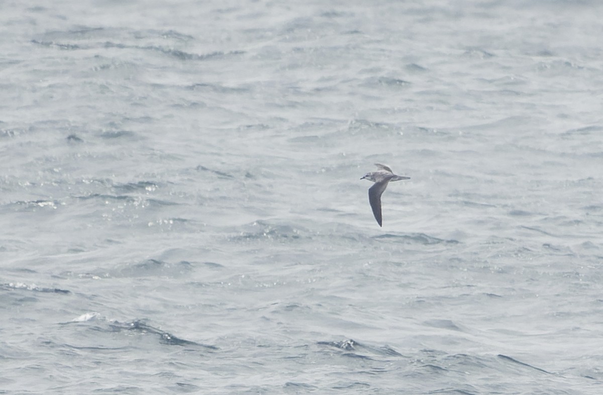 Cook's Petrel - ML642932470