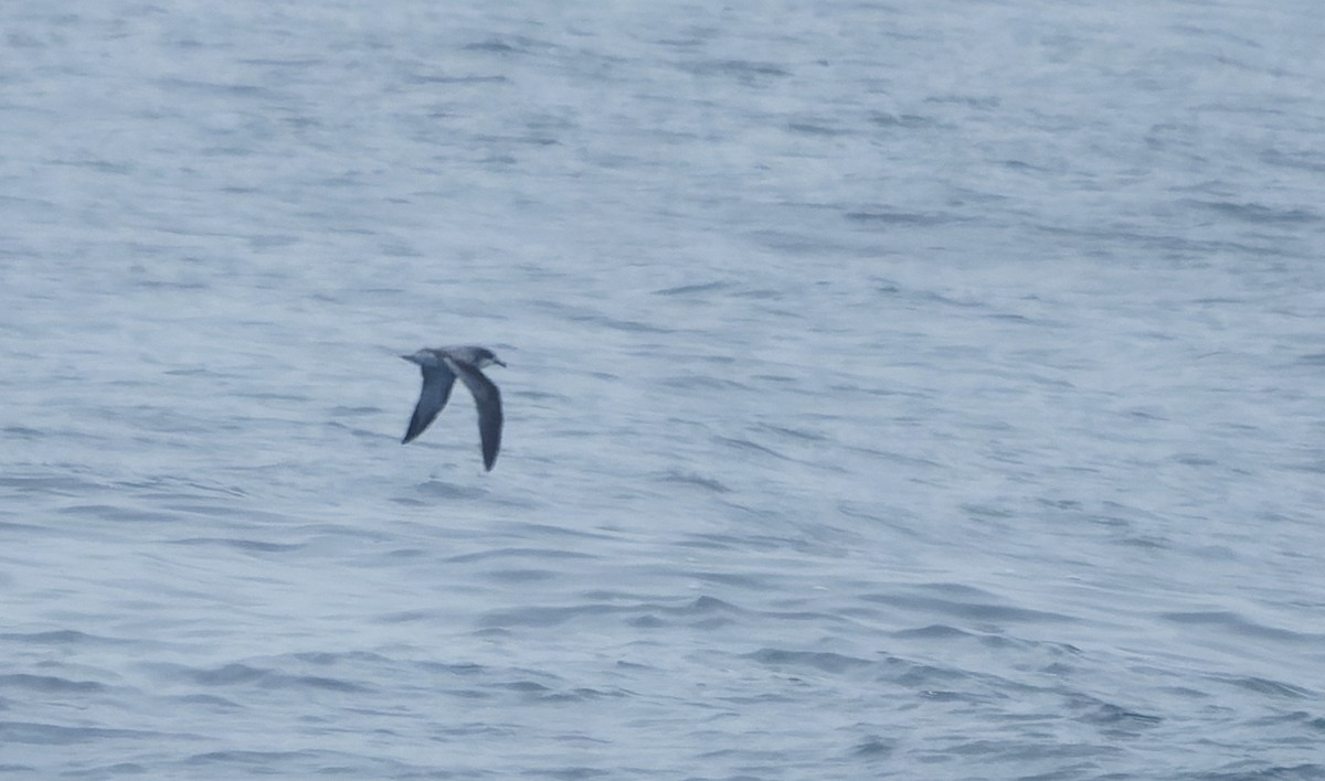 Cook's Petrel - ML642932471