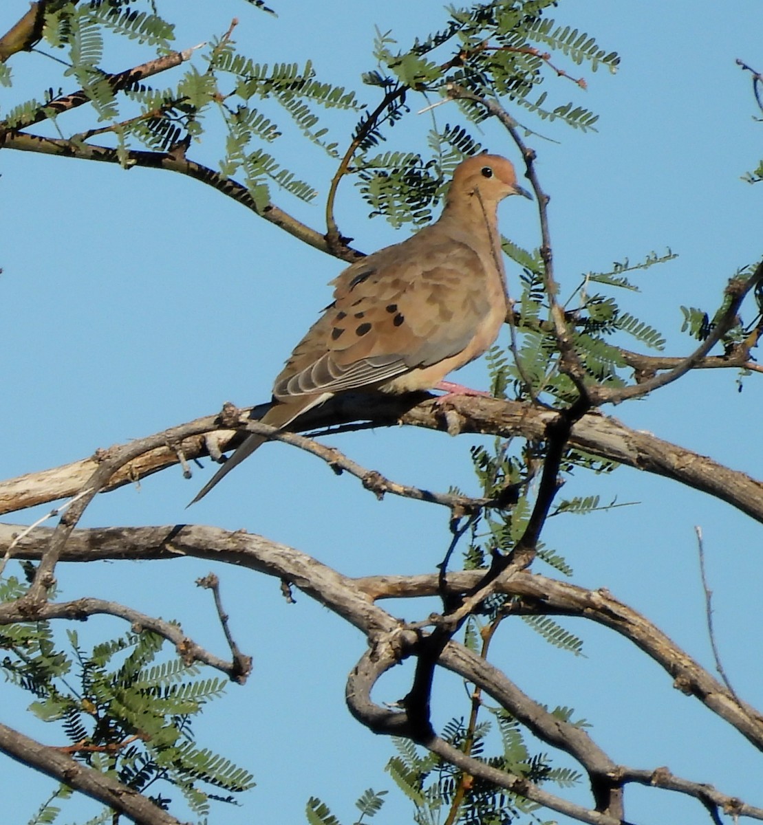 Mourning Dove - ML642932487