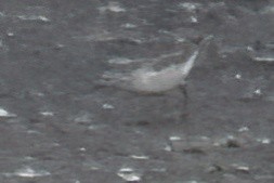 שחיינית תלת-גונית - ML642932489