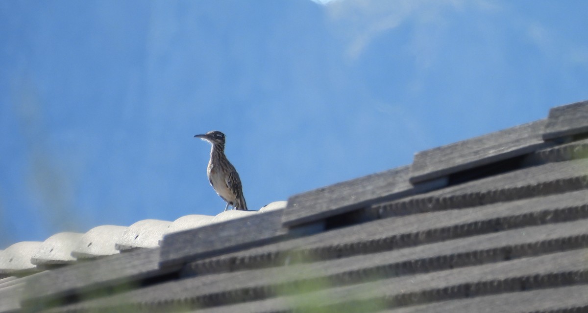 Greater Roadrunner - ML642932491