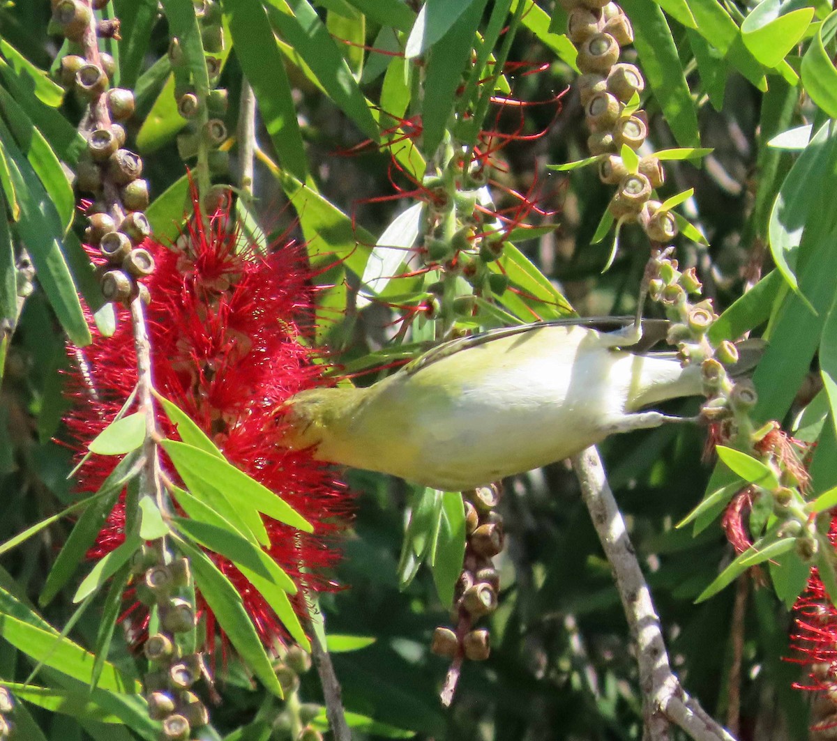 Tennessee Warbler - ML642932506