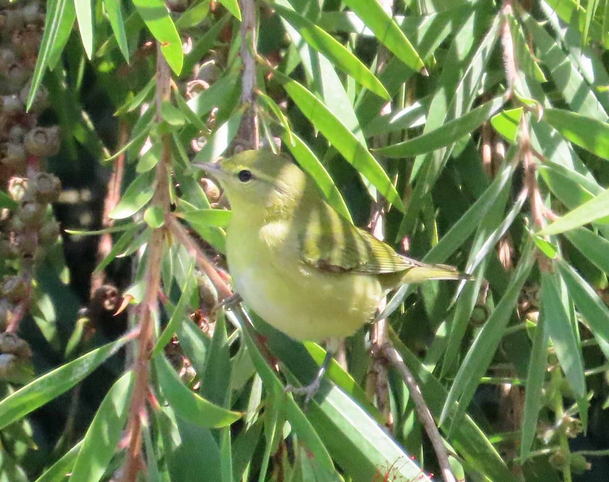 Tennessee Warbler - ML642932507