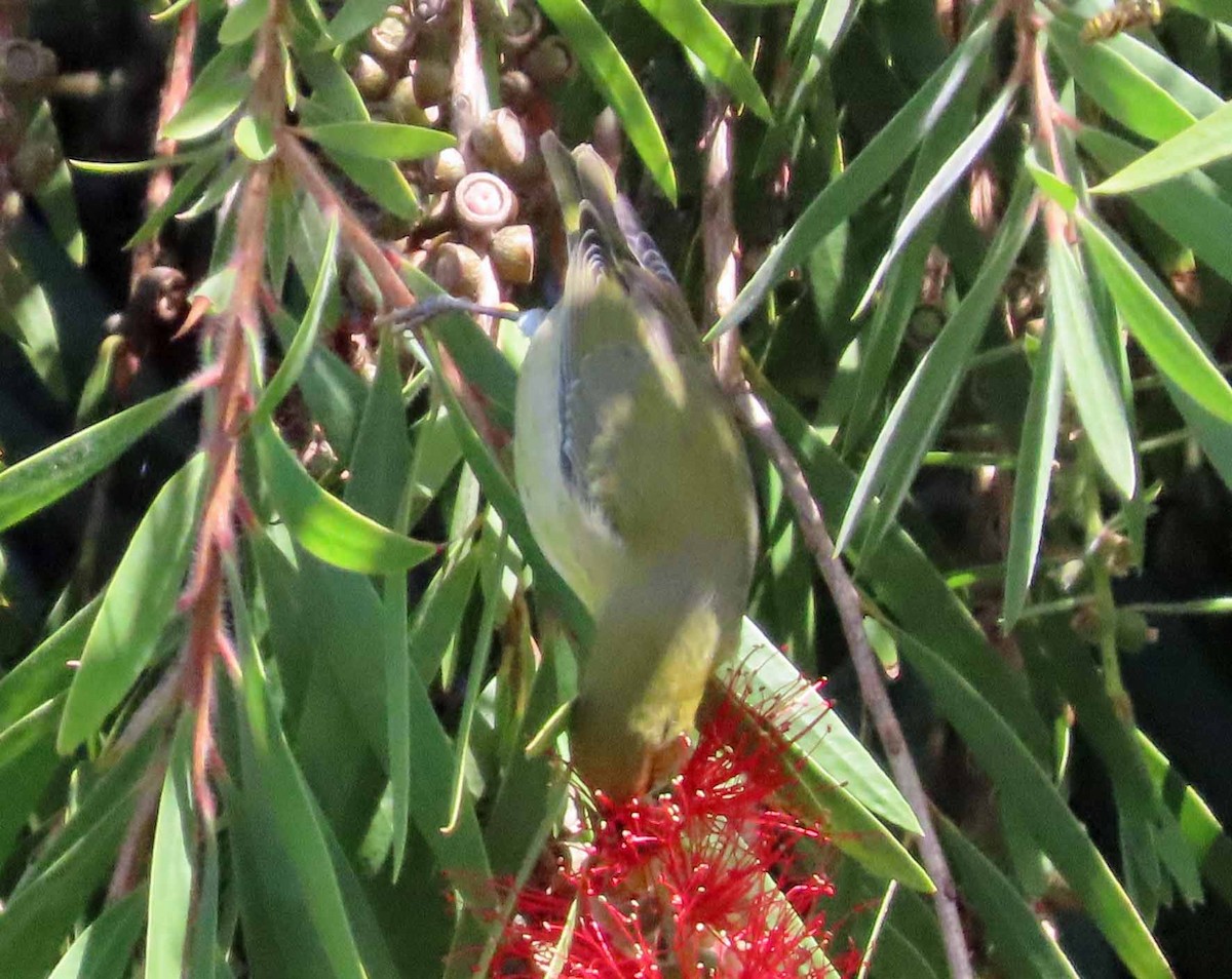 Tennessee Warbler - ML642932508