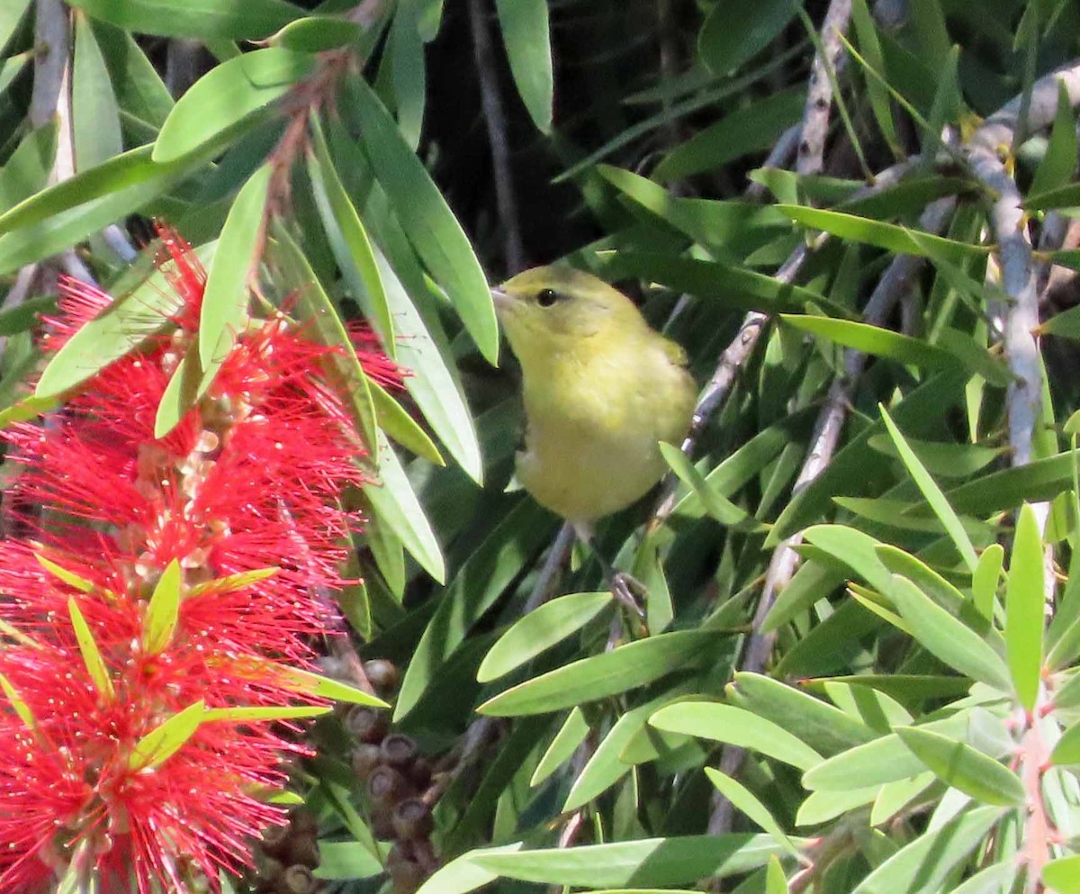 Tennessee Warbler - ML642932509
