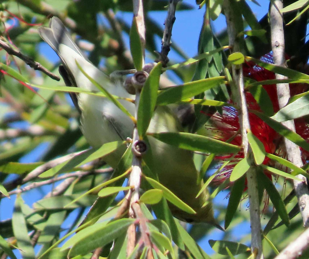 Tennessee Warbler - ML642932510