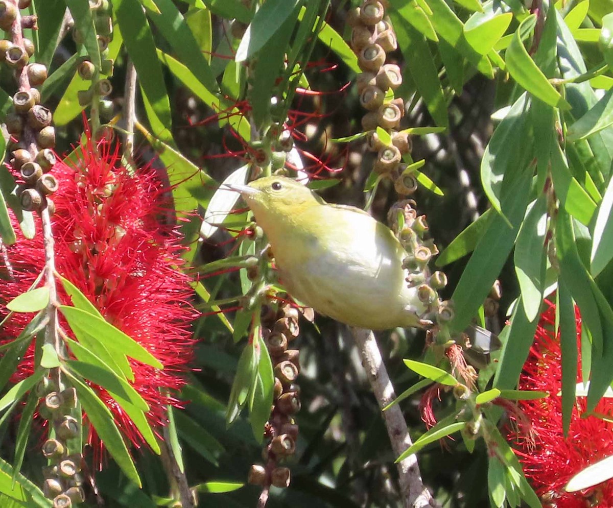 Tennessee Warbler - ML642932511