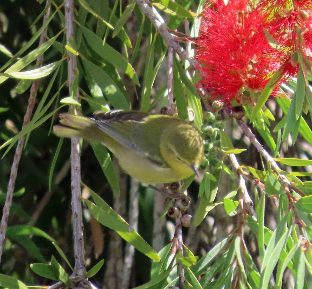 Tennessee Warbler - ML642932512