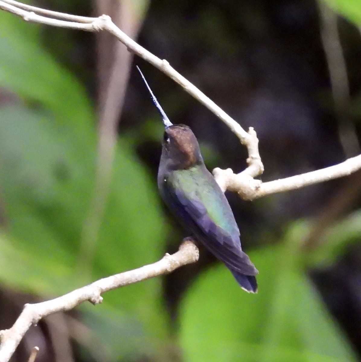 Green-fronted Lancebill - ML642932518