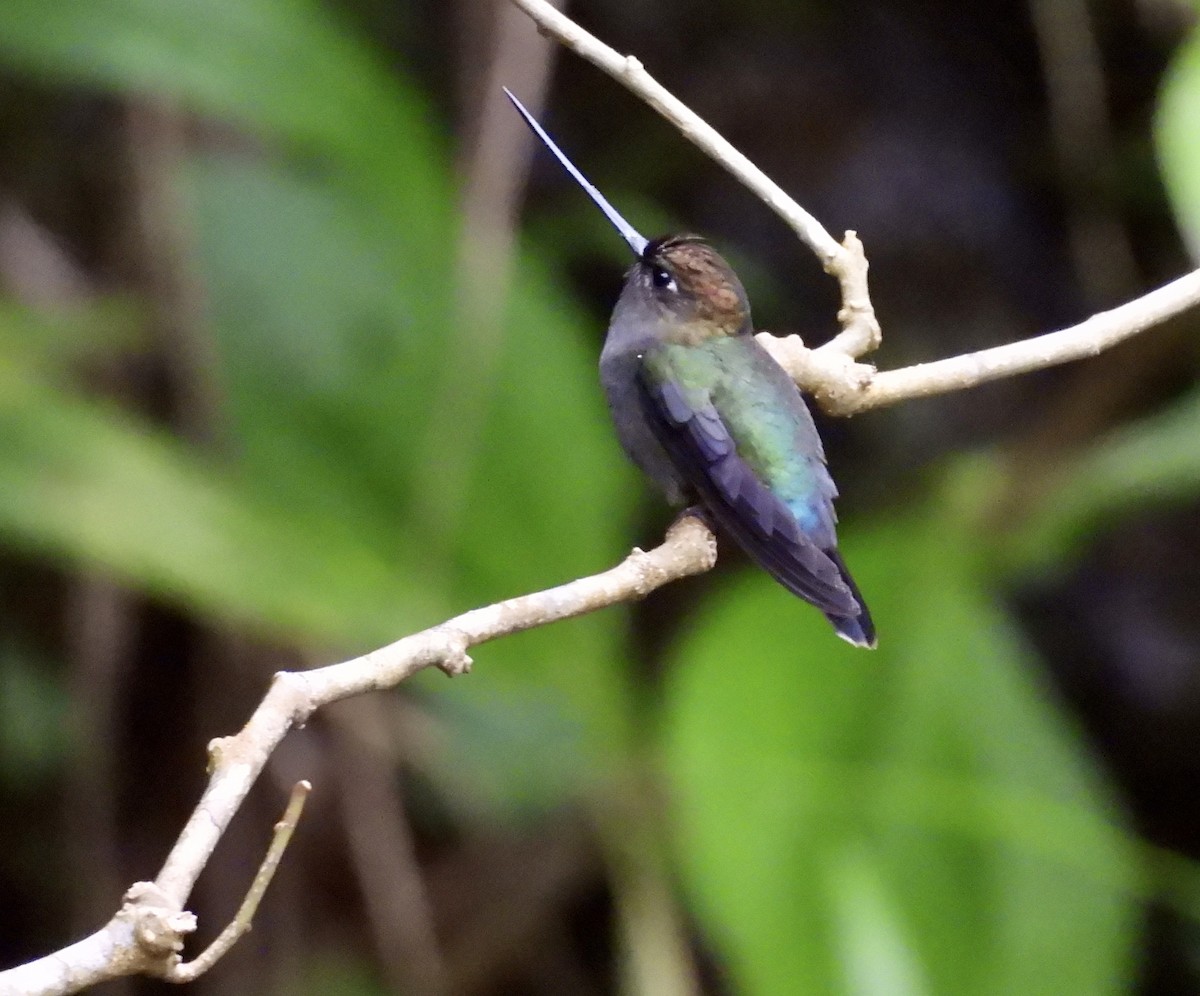 Green-fronted Lancebill - ML642932519