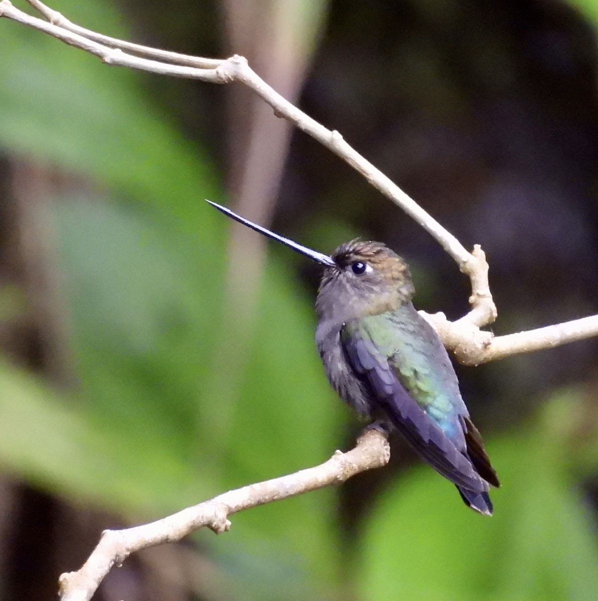 Green-fronted Lancebill - ML642932520
