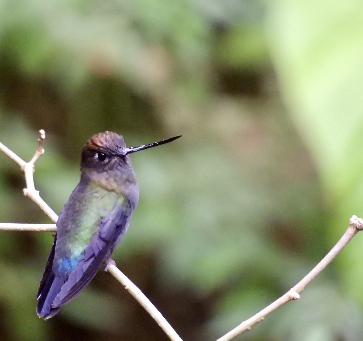 Green-fronted Lancebill - ML642932521