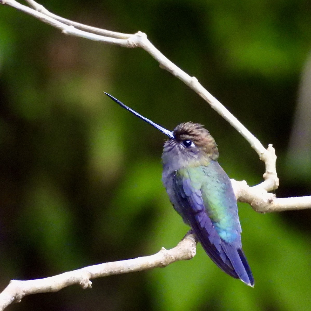 Green-fronted Lancebill - ML642932522