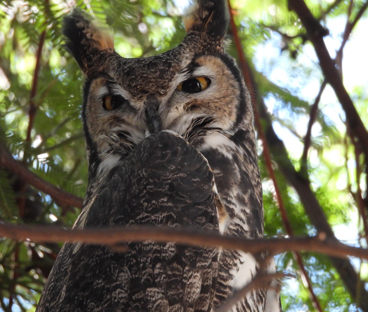 Great Horned Owl - ML642932529