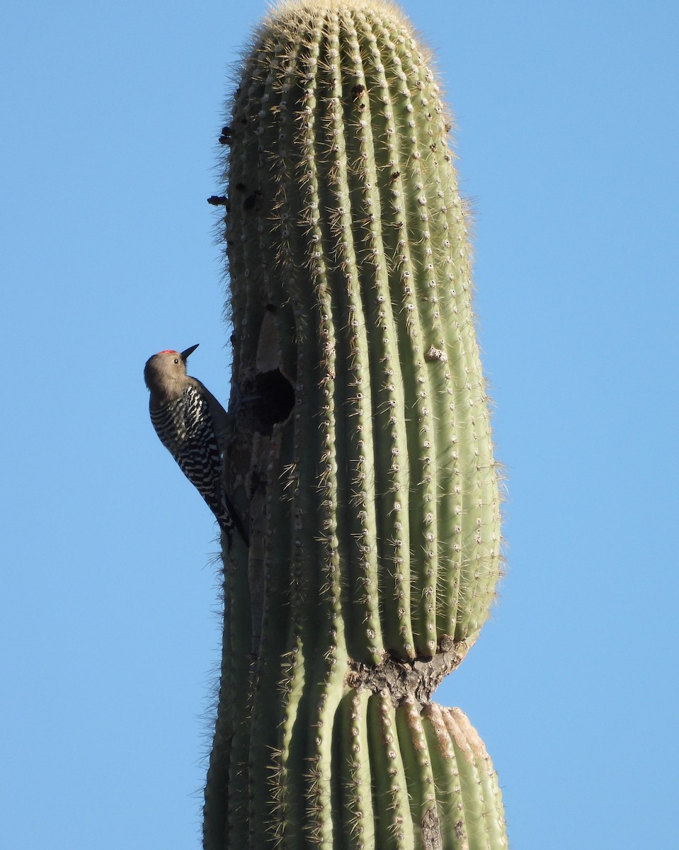 Gila Woodpecker - ML642932532