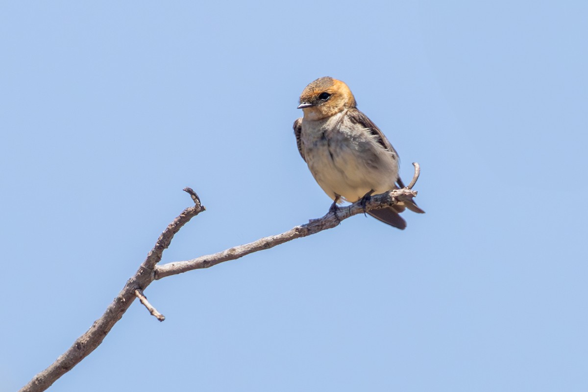 Hirondelle fardée - ML642932535