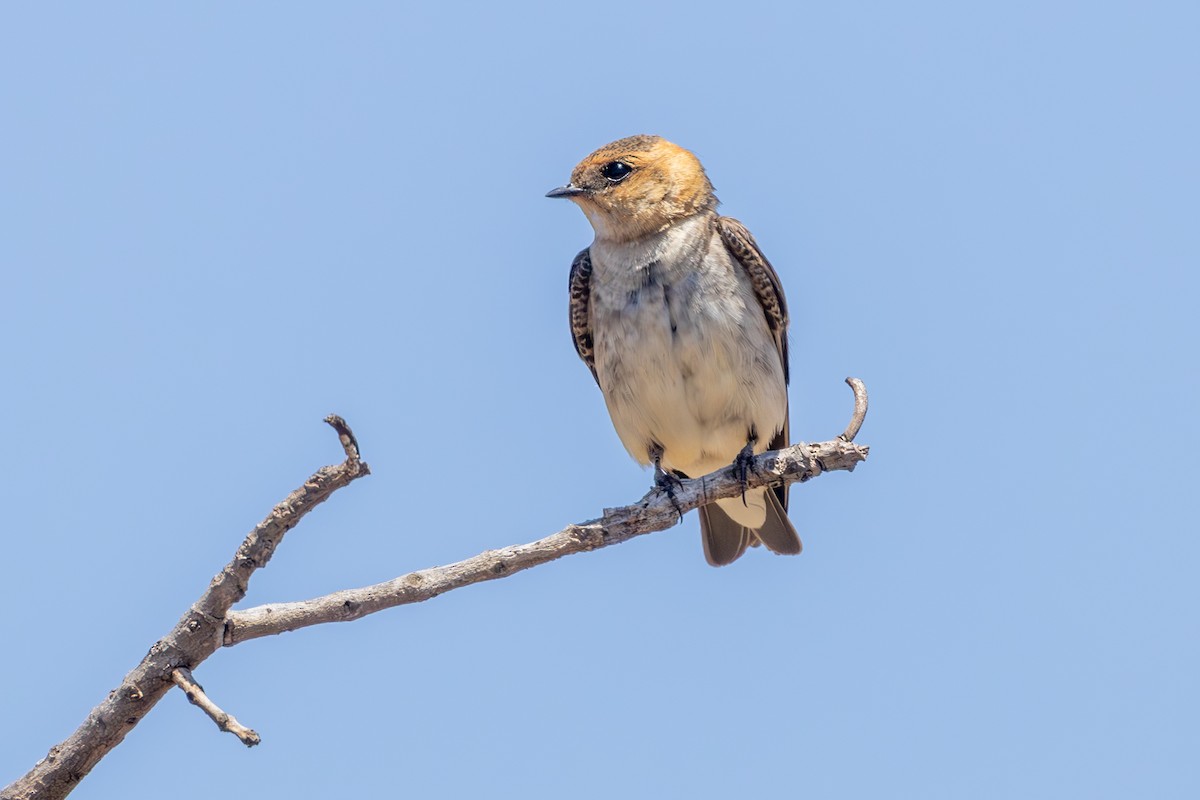 Hirondelle fardée - ML642932536