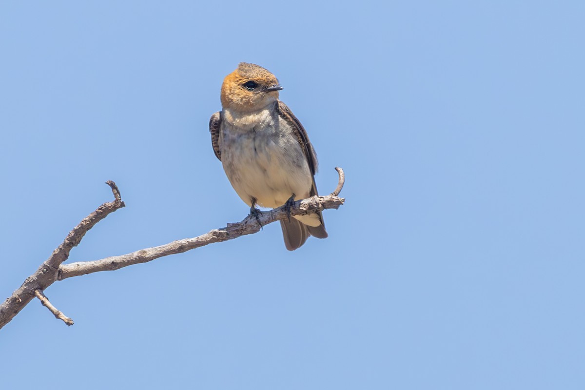 Hirondelle fardée - ML642932537