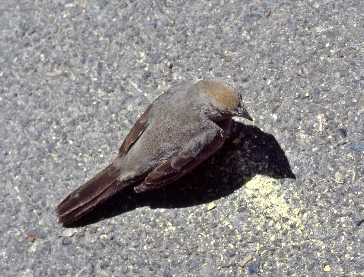 Canyon Towhee - ML642932538