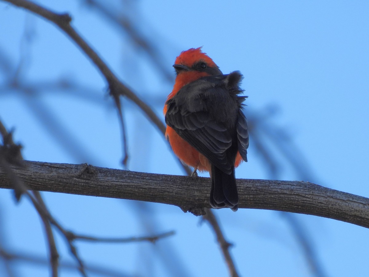 Vermilion Flycatcher - ML642932543