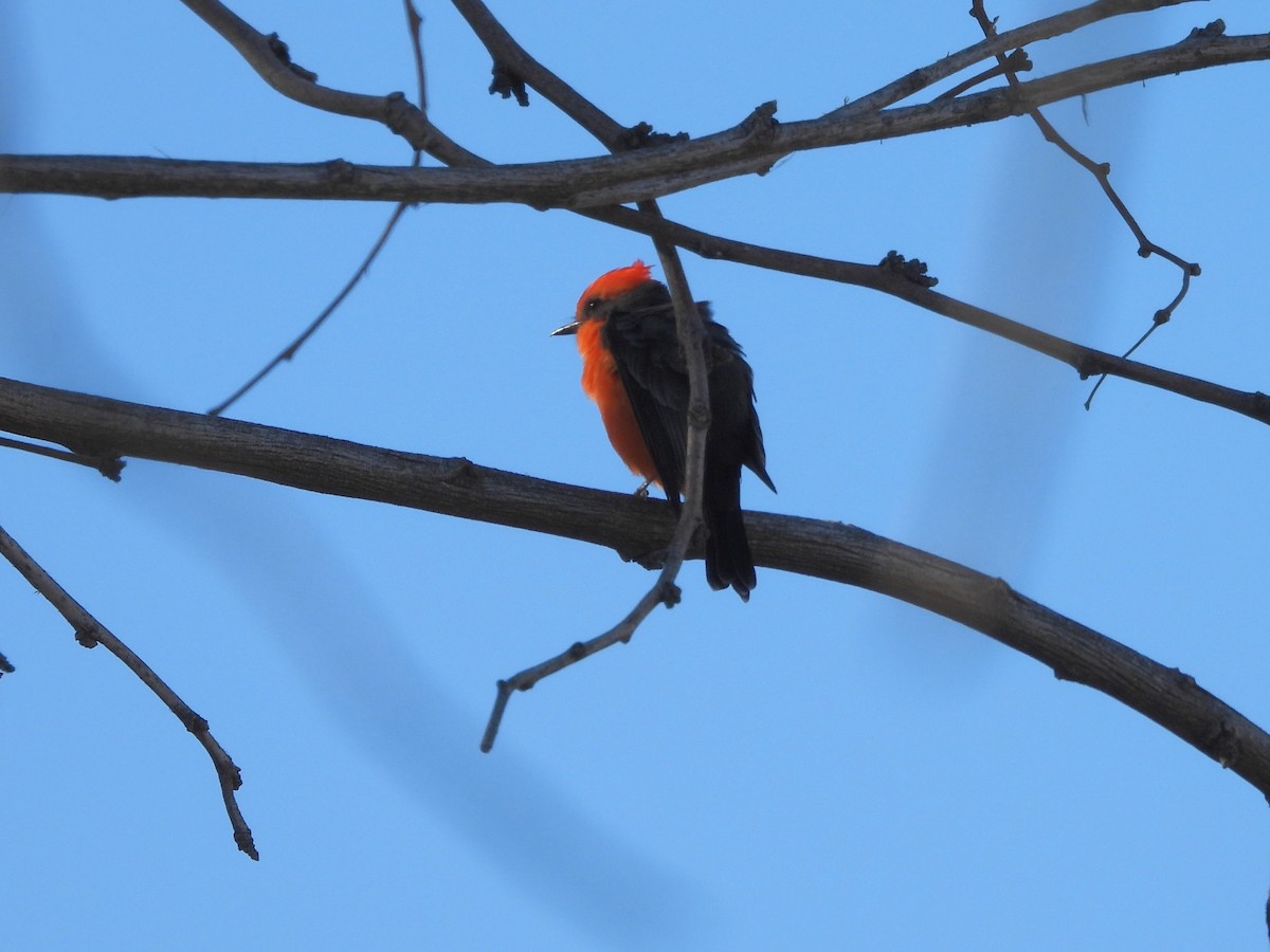 Vermilion Flycatcher - ML642932545