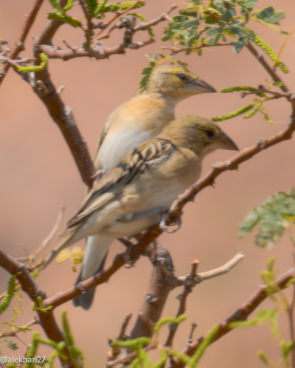 Chestnut Weaver - ML642932552