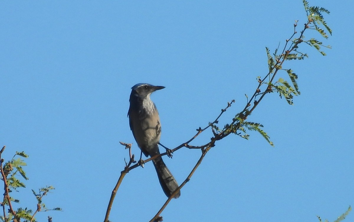 Woodhouse's Scrub-Jay - ML642932555