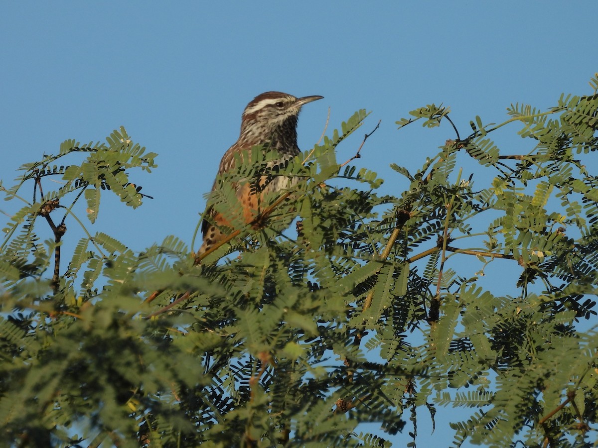 Cactus Wren - ML642932569