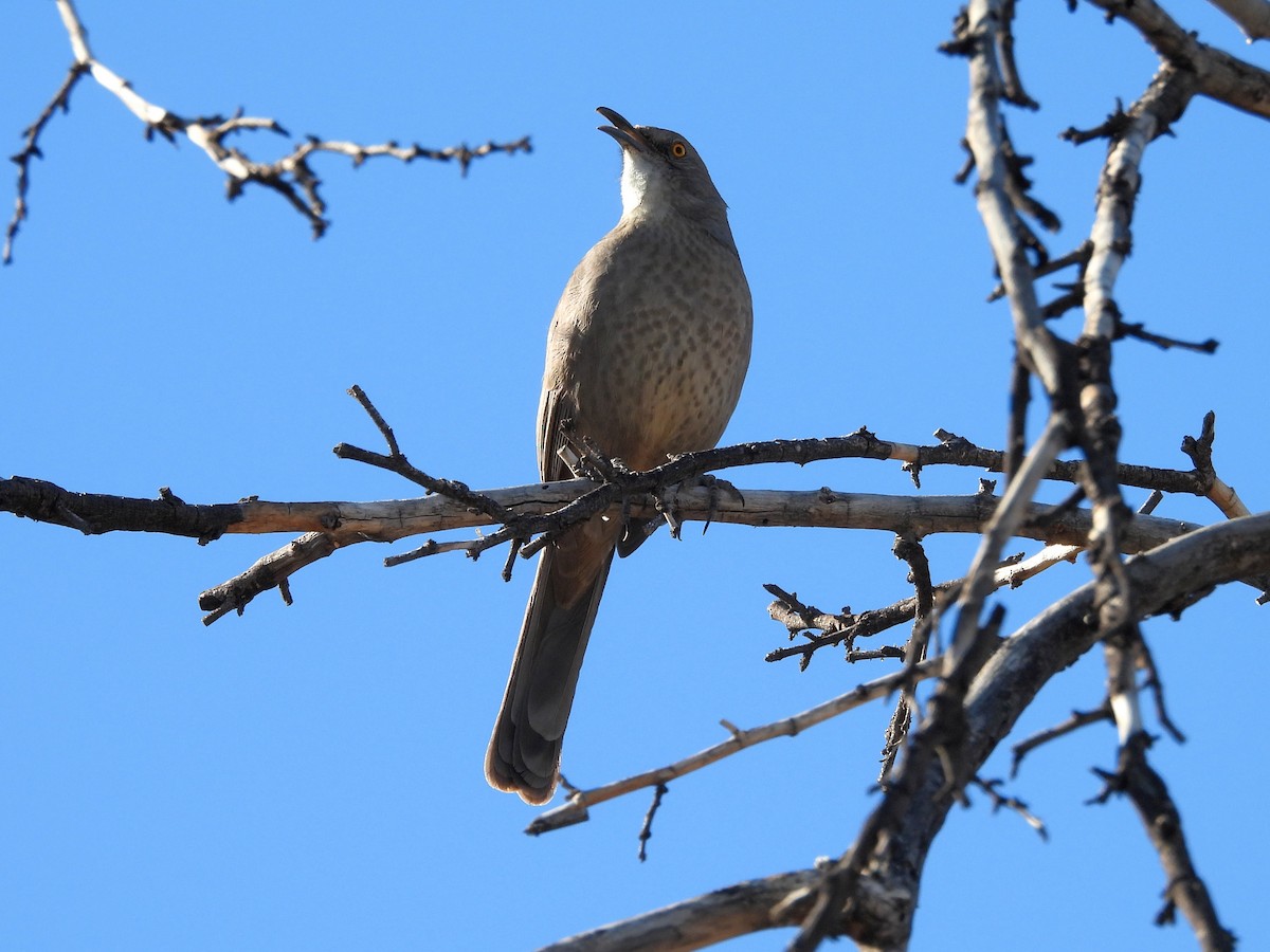 Curve-billed Thrasher - ML642932579