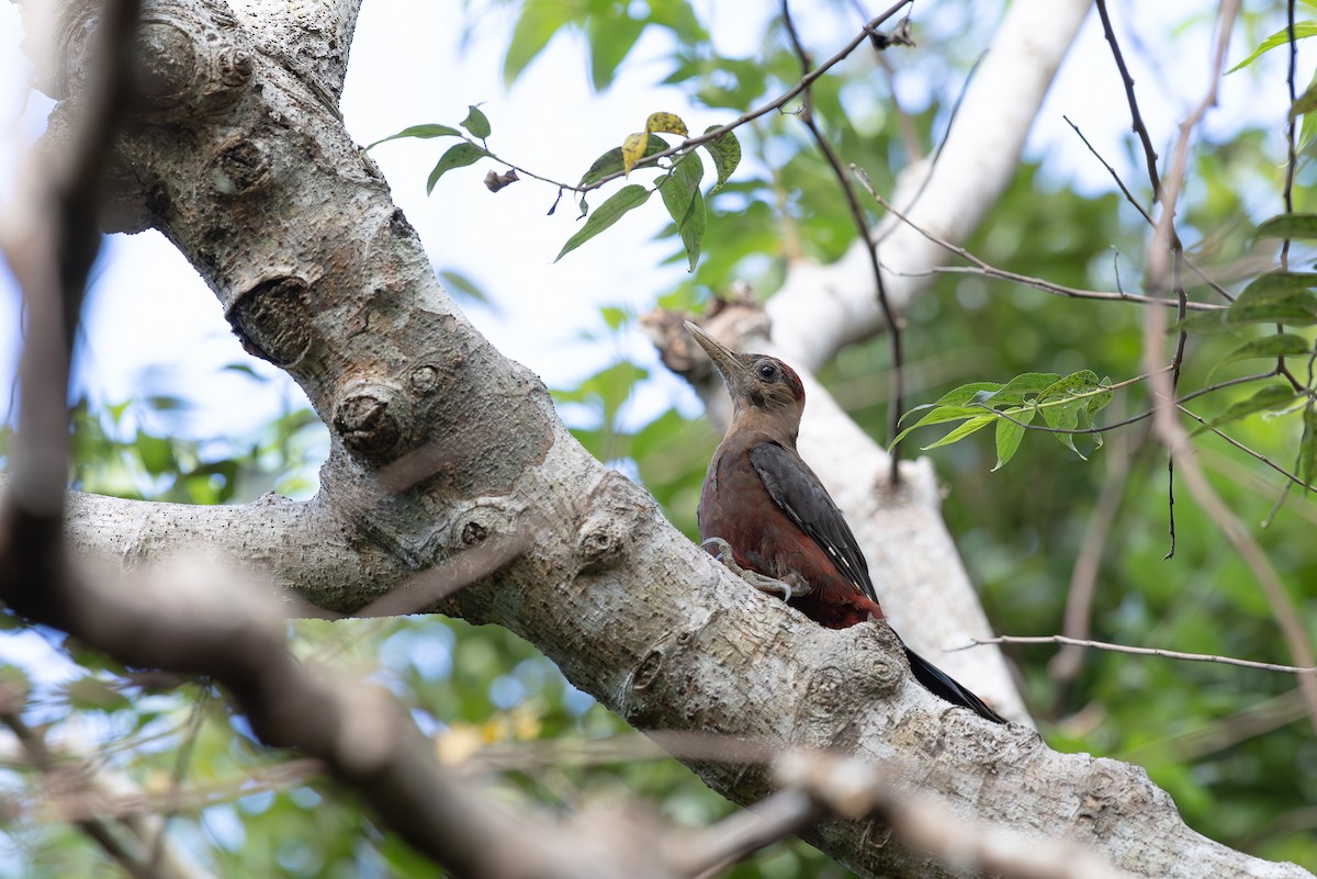 Okinawa Woodpecker - ML642932582
