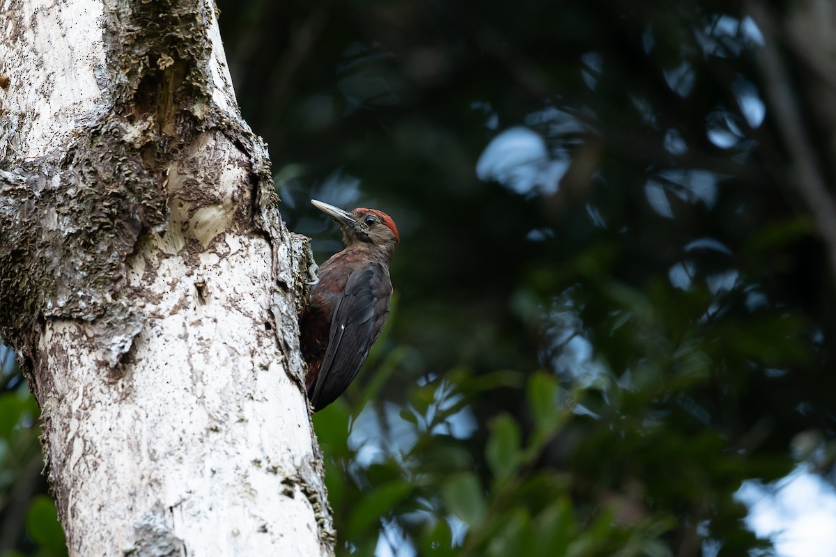 Okinawa Woodpecker - ML642932583