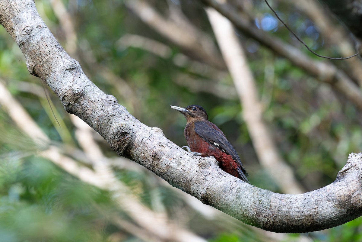 Okinawa Woodpecker - ML642932584