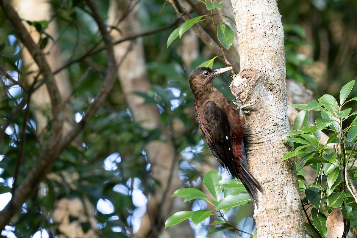 Okinawa Woodpecker - ML642932585