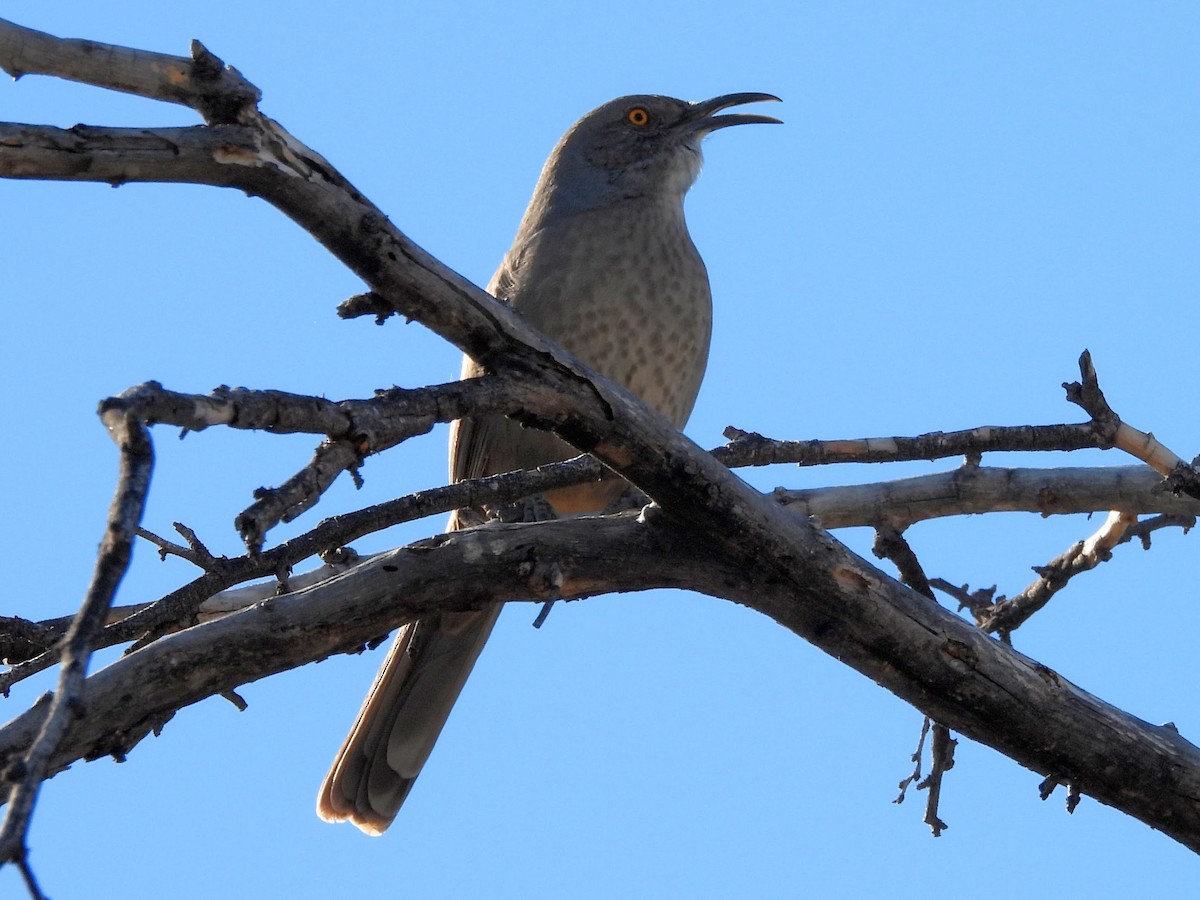 Curve-billed Thrasher - ML642932587