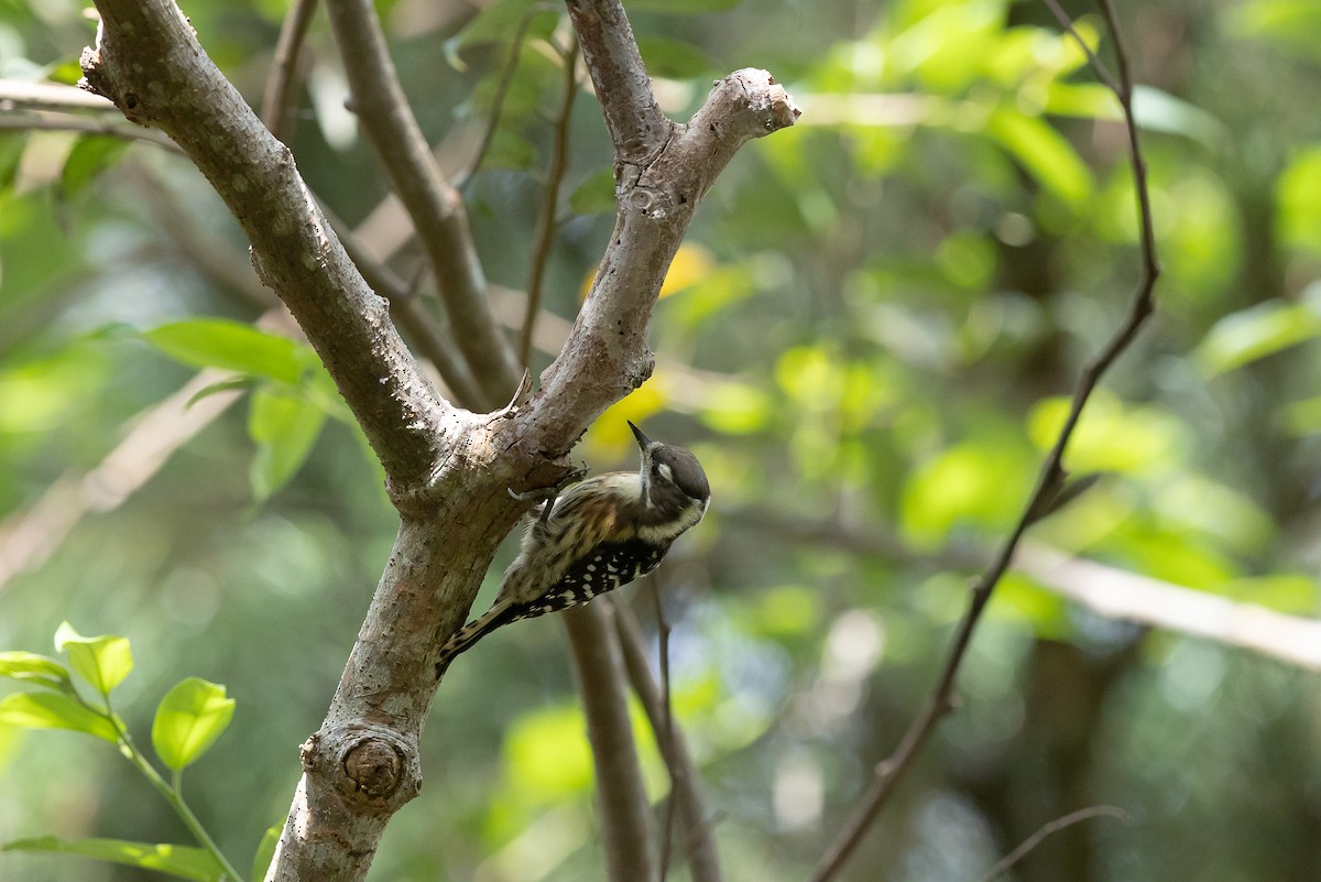 Japanese Pygmy Woodpecker - ML642932592