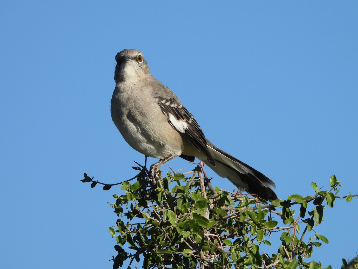 Northern Mockingbird - ML642932594
