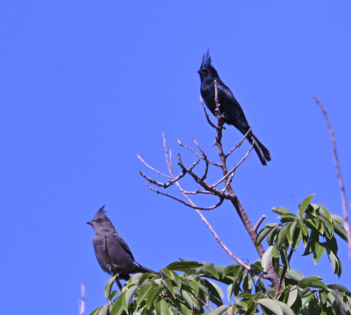 Phainopepla - ML642932600