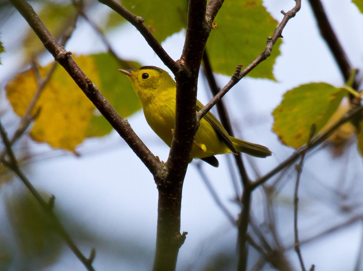 lesňáček čepičatý - ML642932614