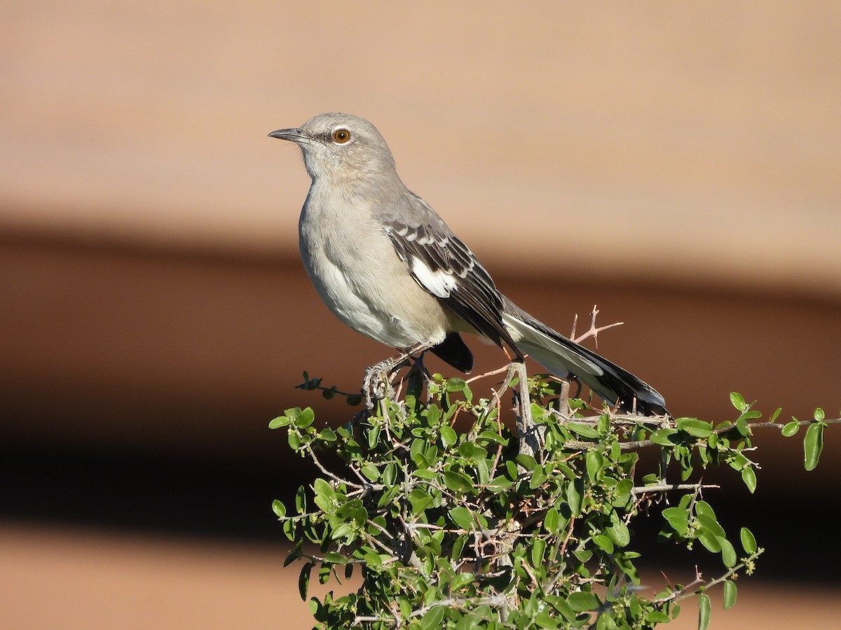 Northern Mockingbird - ML642932632