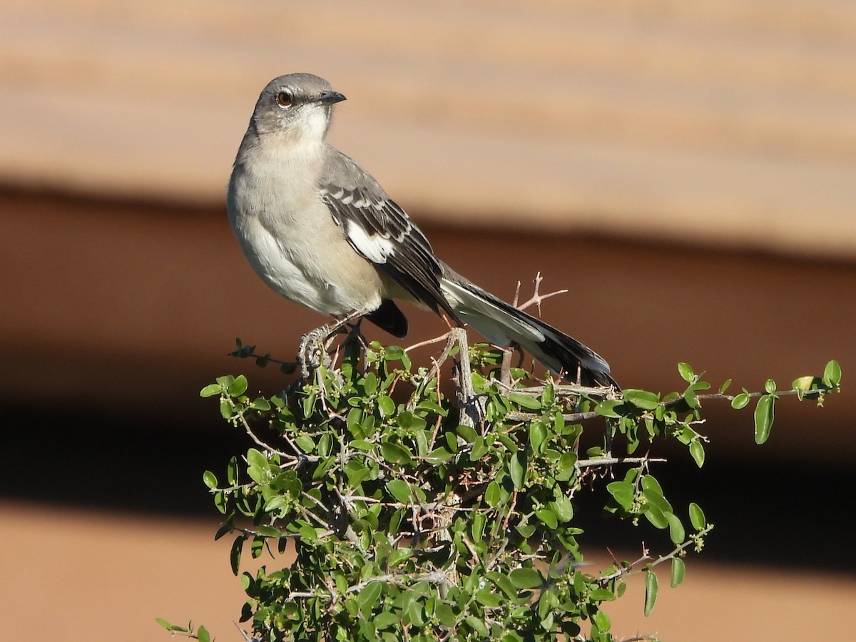 Northern Mockingbird - ML642932639