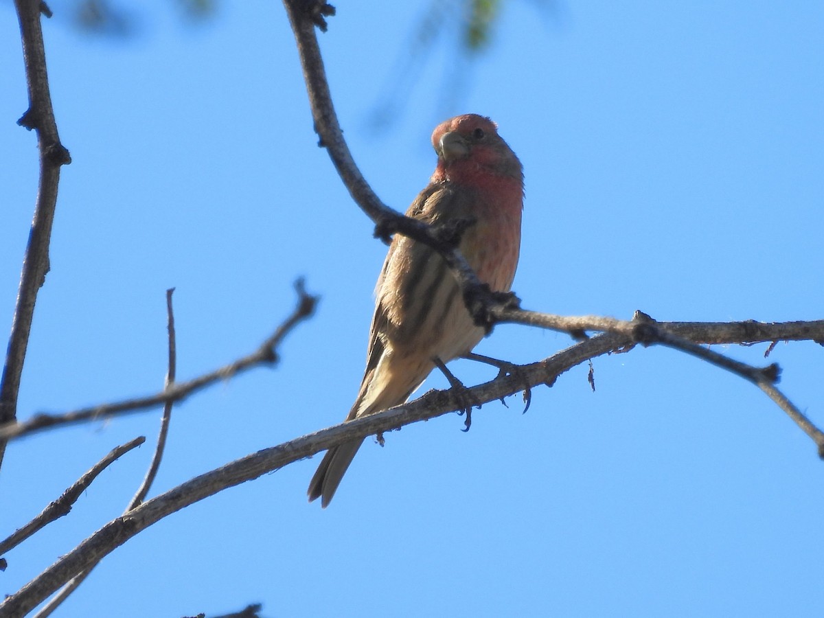 House Finch - ML642932655